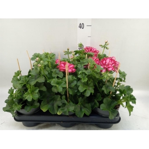 Pelargonium pelt.   ...
