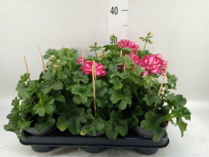 <h4>Pelargonium pelt.   ...</h4>