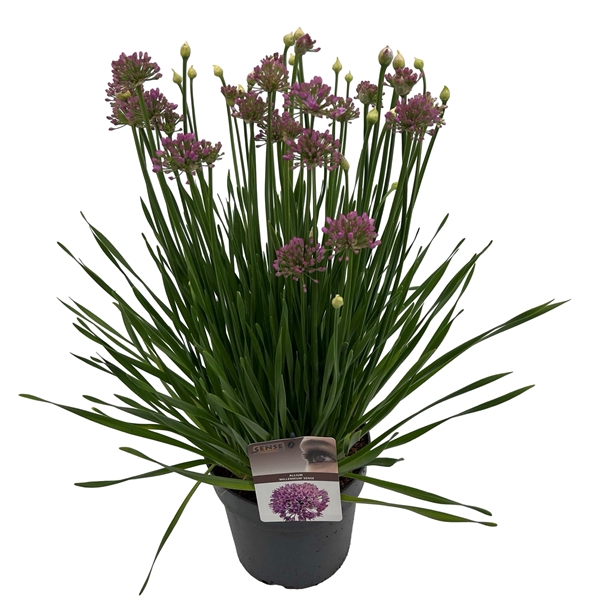 <h4>Allium 'Millenium'® sense</h4>