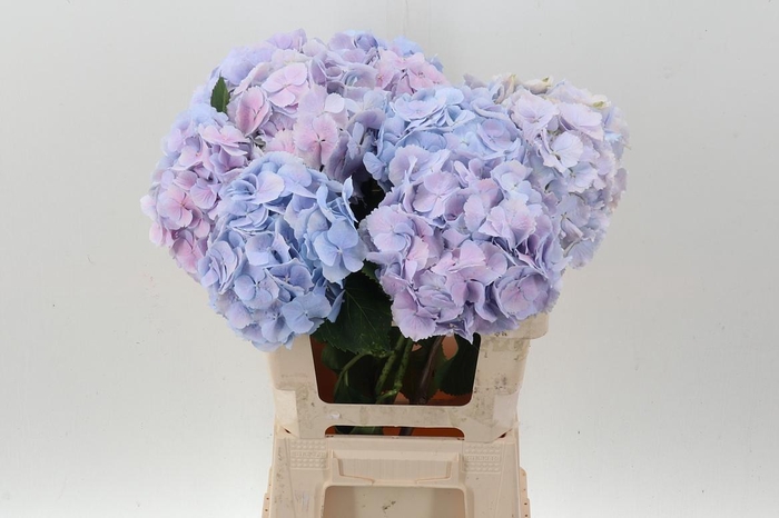 <h4>Hydr M Ch Verena Bl</h4>