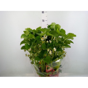 Fragaria ananassa 'Elsanta'