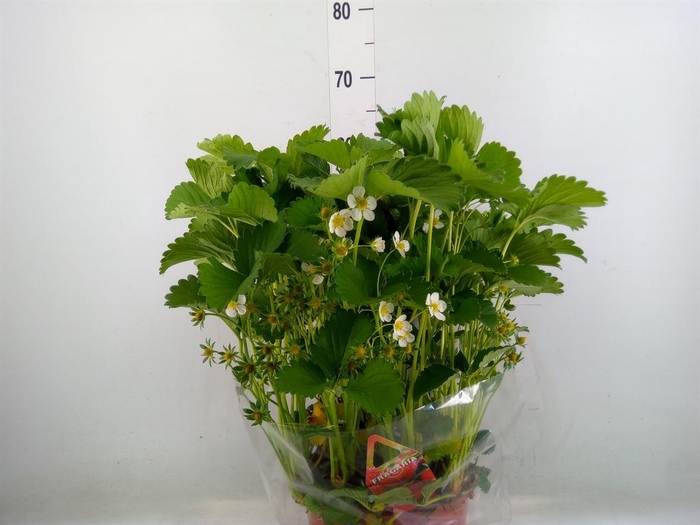 <h4>Fragaria ananassa 'Elsanta'</h4>