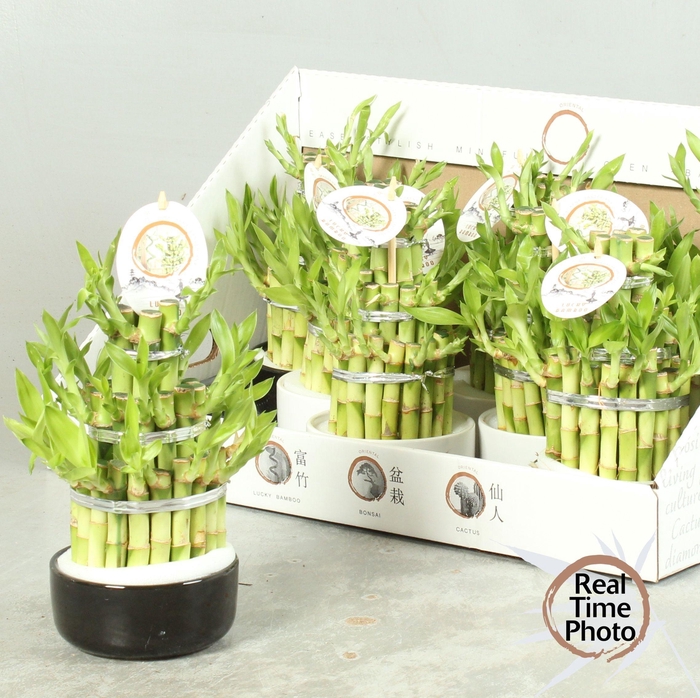 <h4>DRA LUCKY BAMBOO</h4>