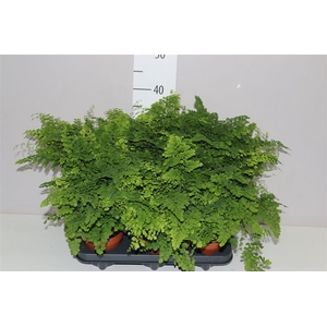 Adiantum Ra Fritz-luthi