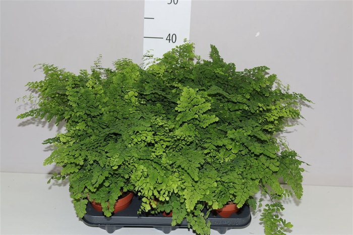 <h4>Adiantum Ra Fritz-luthi</h4>