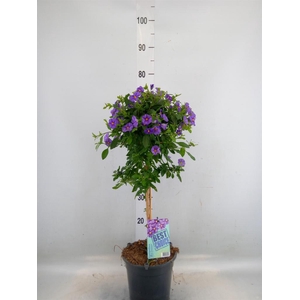 Lycianthes ran. 'Blue Fountain'