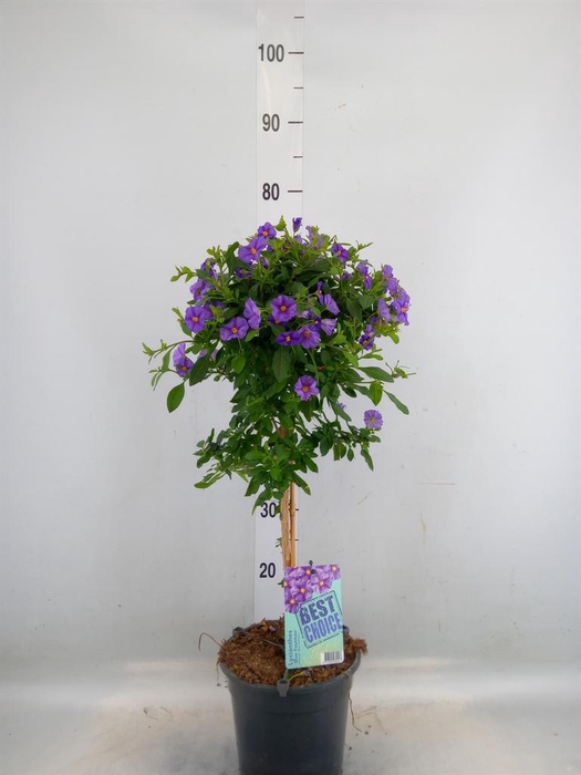 <h4>Lycianthes ran. 'Blue Fountain'</h4>