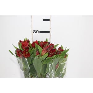 ALSTROEMERIA ANGELINA 080 CM