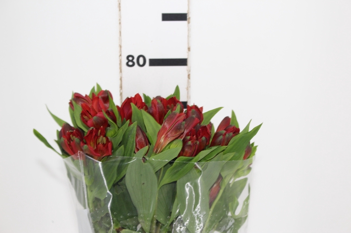 ALSTROEMERIA ANGELINA 080 CM