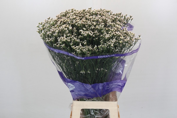 <h4>Limonium White Diamond</h4>