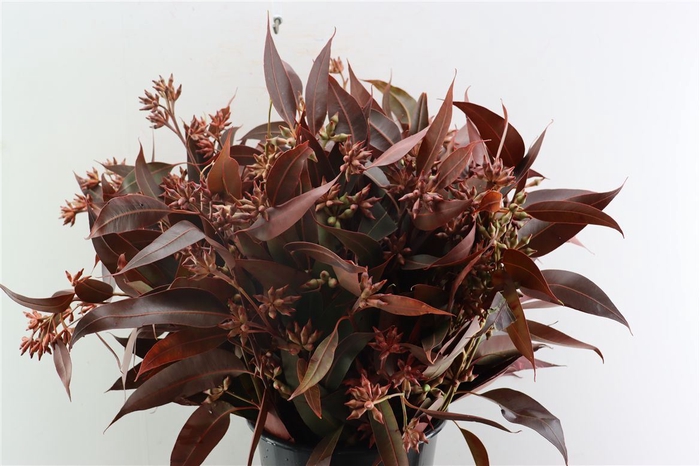 <h4>Euca Robusta Berry Red P Bunch</h4>
