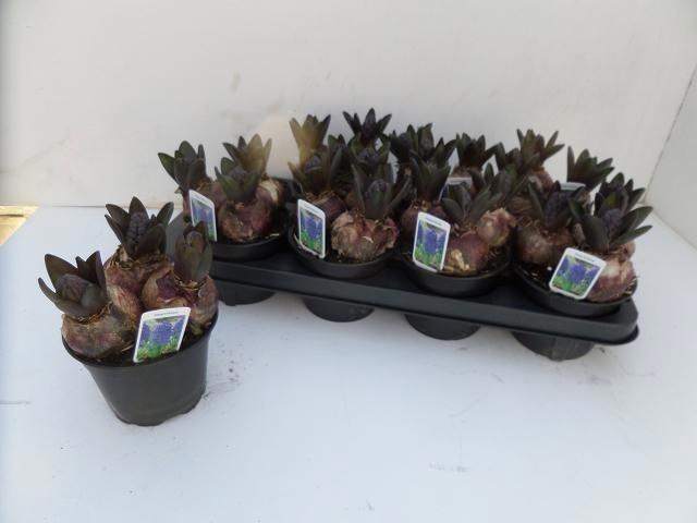 <h4>Hyacin Blue Star</h4>