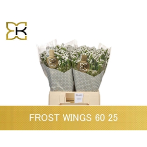 LIM S FROST WINGS