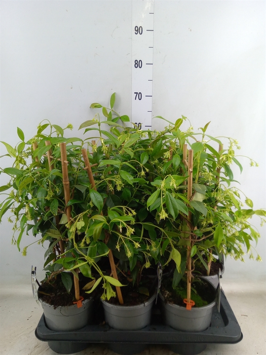 <h4>Trachelospermum jasm.</h4>