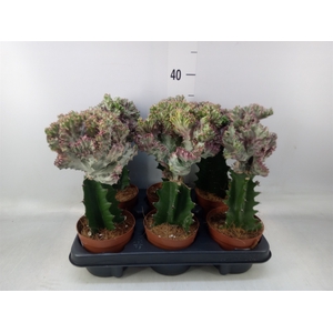 Euphorbia lactea