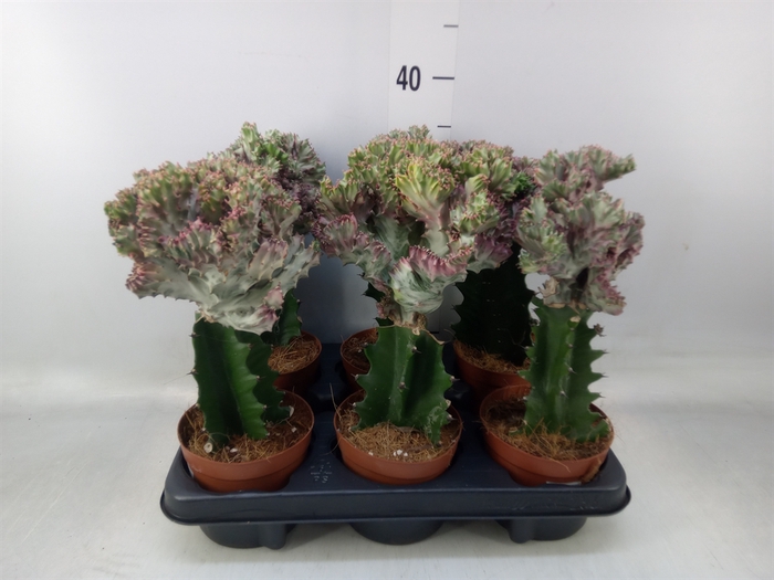 <h4>Euphorbia lactea</h4>