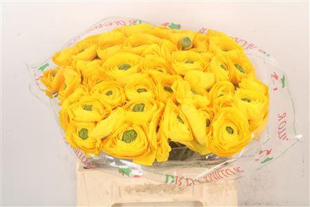 <h4>Ran.. Su Omega Extra X50</h4>