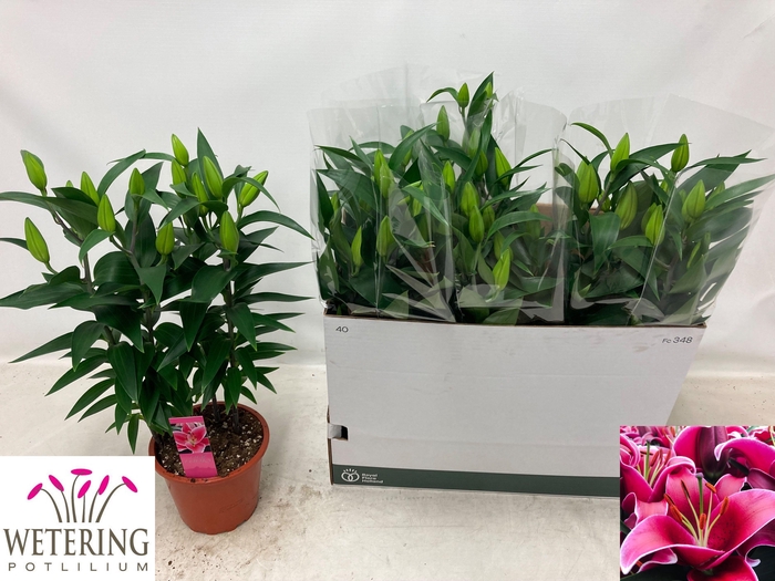 <h4>LIL OR SUNNY KEYS</h4>