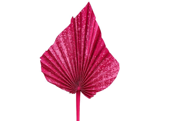 <h4>Dried Artz Palm Spear Xl Rembrandt P Stem</h4>