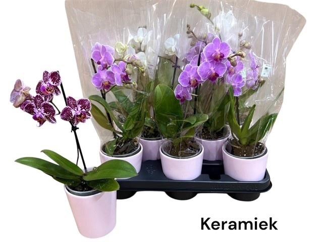 <h4>ARR PHAL 1 TAK</h4>