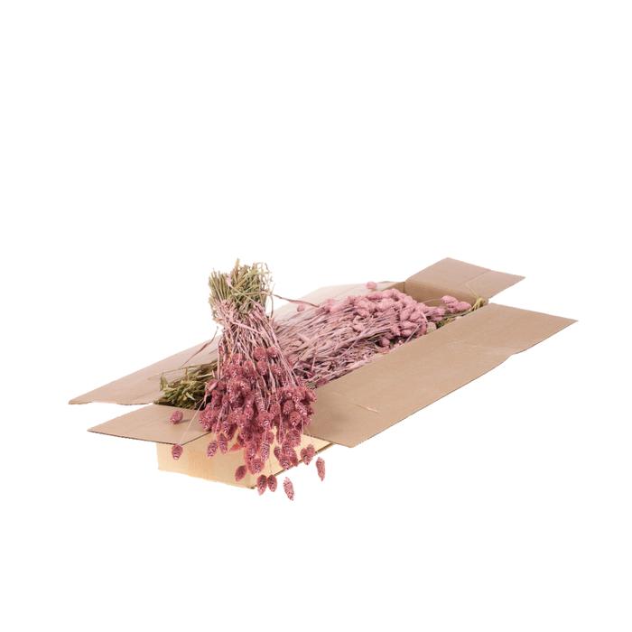 <h4>Phalaris Sb Pink Misty</h4>