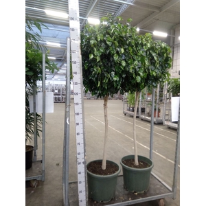 Ficus benja. 'Danielle'