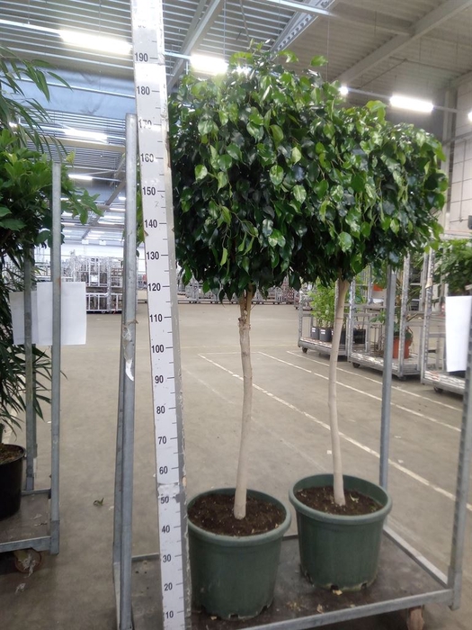 <h4>Ficus benja. 'Danielle'</h4>