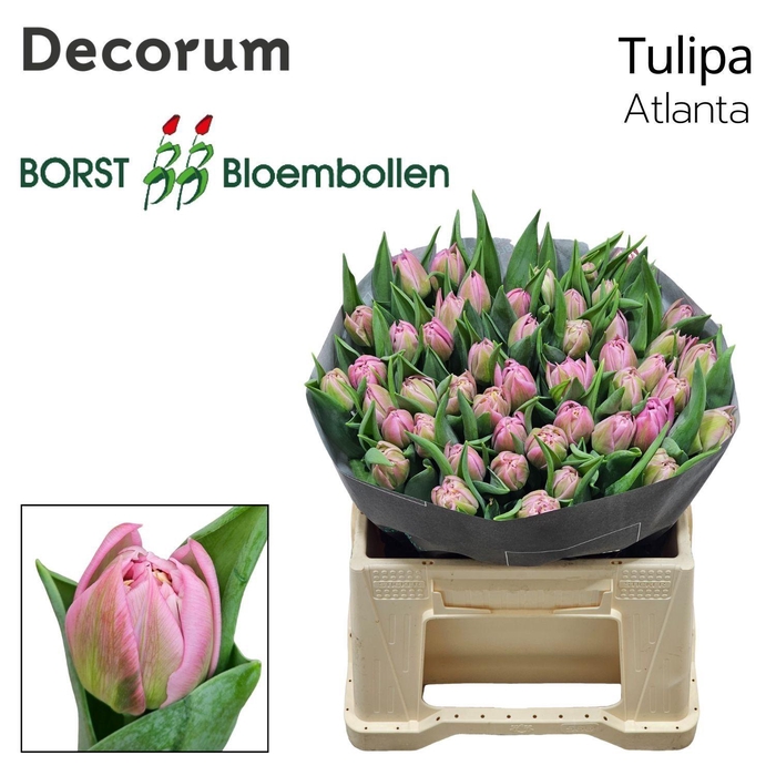 <h4>TU DU Atlanta</h4>