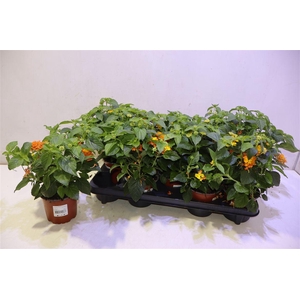 Lant C Havana Orange