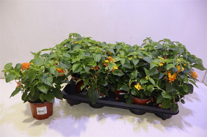 <h4>Lant C Havana Orange</h4>