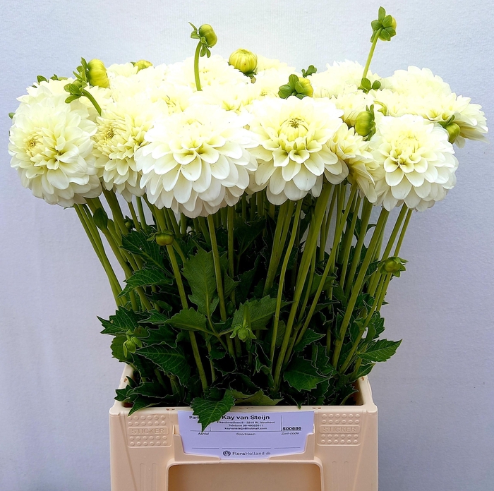 <h4>DAHL WHITE NETTIE</h4>