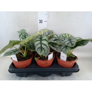 Alocasia   ...