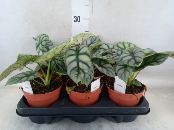 <h4>Alocasia   ...</h4>