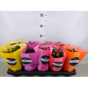 Kalanchoe blos. 'Perfecta'  ..mix 5