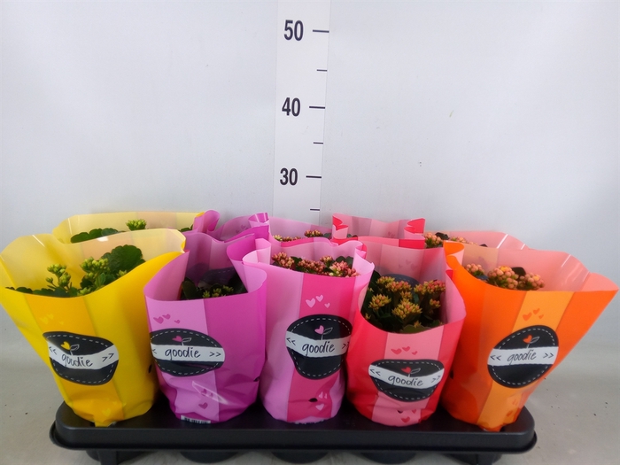 <h4>Kalanchoe blos. 'Perfecta'  ..mix 5</h4>