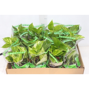 JIBOIA VERDE C13 PENDENTE