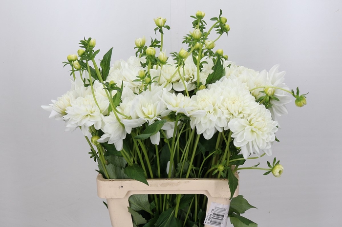 <h4>Dahlia White Ballet</h4>