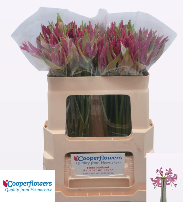 <h4>NE BO RAS VAN ROON</h4>