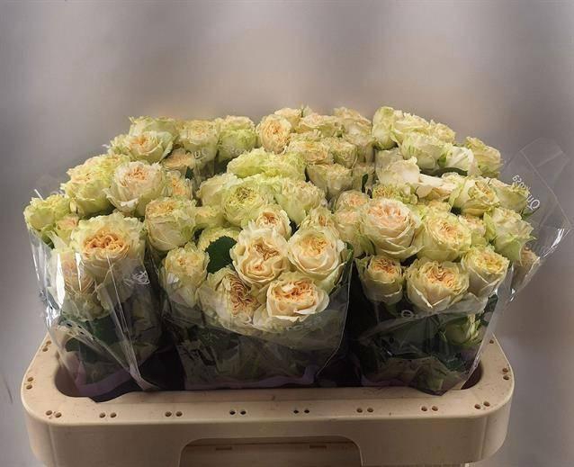 <h4>R Tr Summerrose</h4>