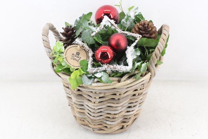 <h4>arr2 PL - Kubu hoog hedera rood</h4>