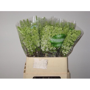 SYR V MME FL STEPMAN