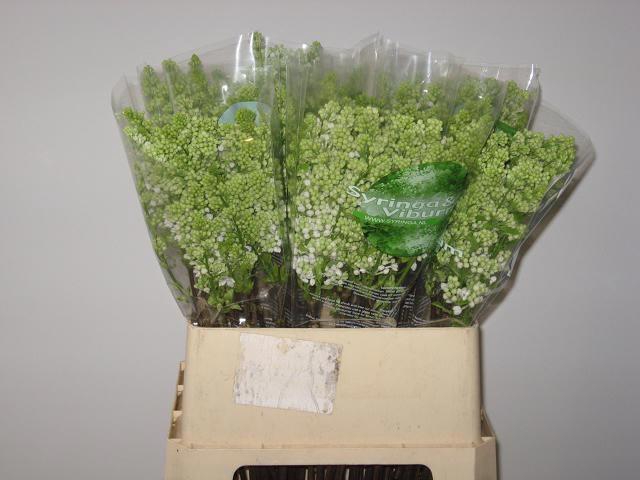 <h4>SYR V MME FL STEPMAN</h4>