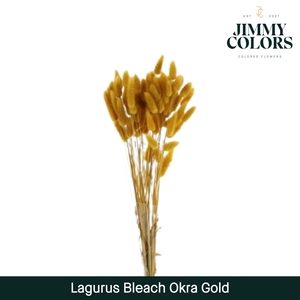 Lagurus bleached Okra gold