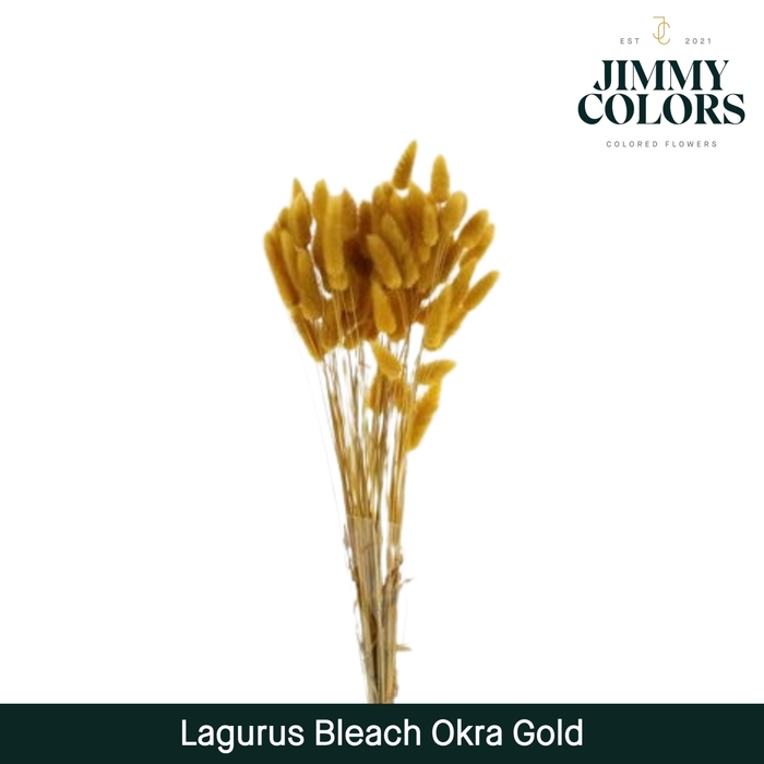 <h4>Lagurus bleached Okra gold</h4>