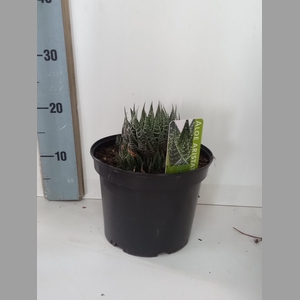 ALOE GEM
