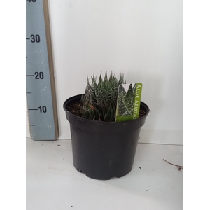 ALOE GEM