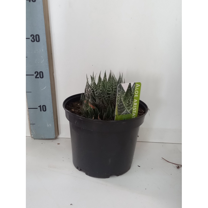 <h4>ALOE GEM</h4>
