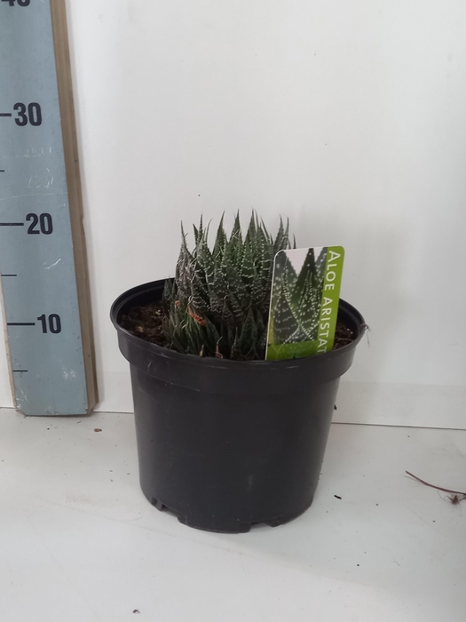 <h4>ALOE GEM</h4>