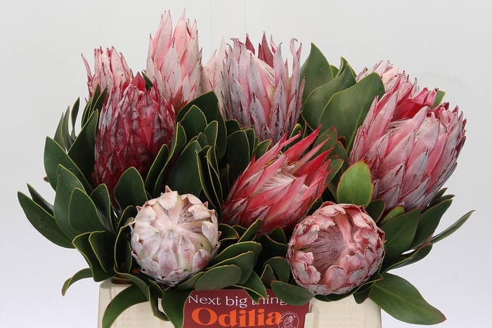 Protea Cynaroides