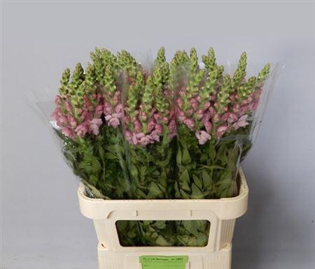 <h4>ANTIR MARY LAVENDER</h4>